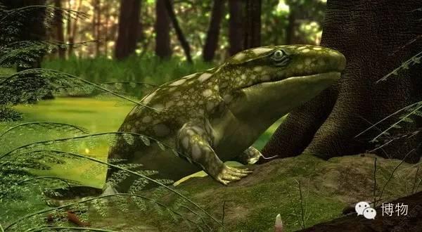 鱼石螈,有争议的登陆先锋 - 知乎