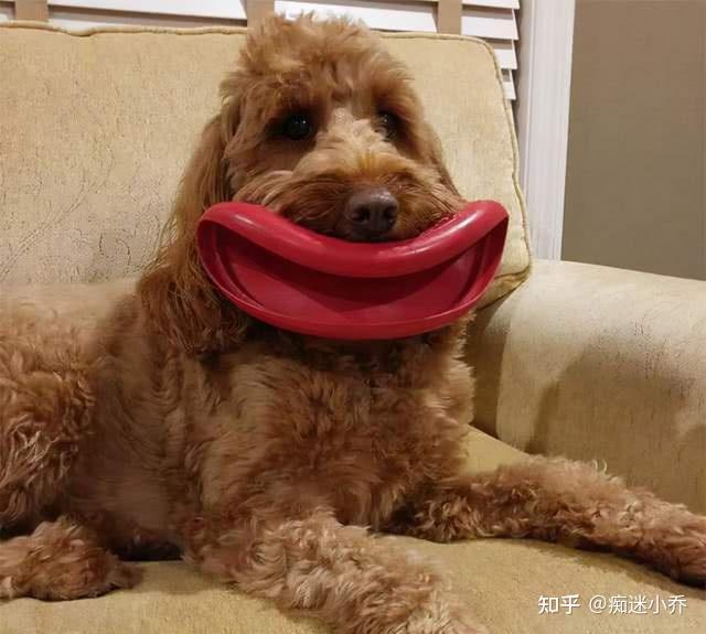 狗狗嘴里叼的是什么网友这也太搞笑了吧