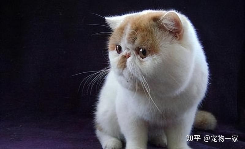 三花加菲猫:正三花,浅三花等等.加菲猫花色分类