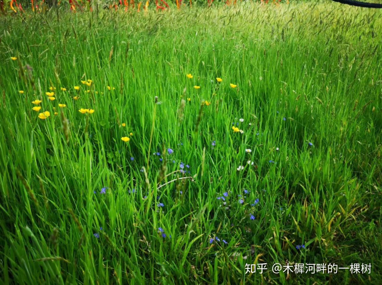 草本植物群落图片