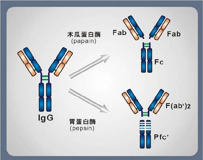 抗体(antibody,又称免疫球蛋白(immunoglobulin,简称ig,是免疫球