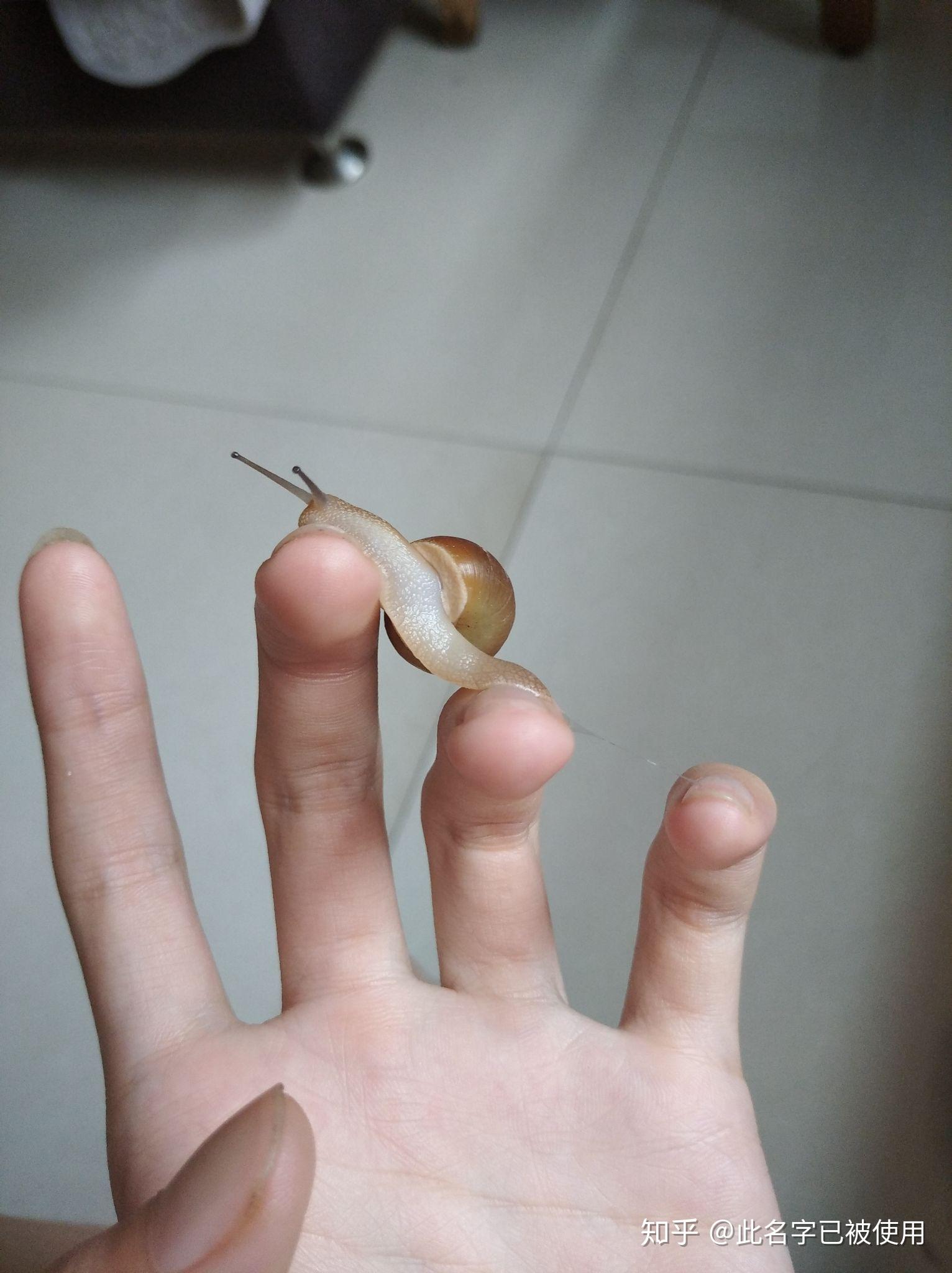 前两天看见一只蜗牛很大捡回来养网上说蜗牛有毒我好怕有没有人帮我看