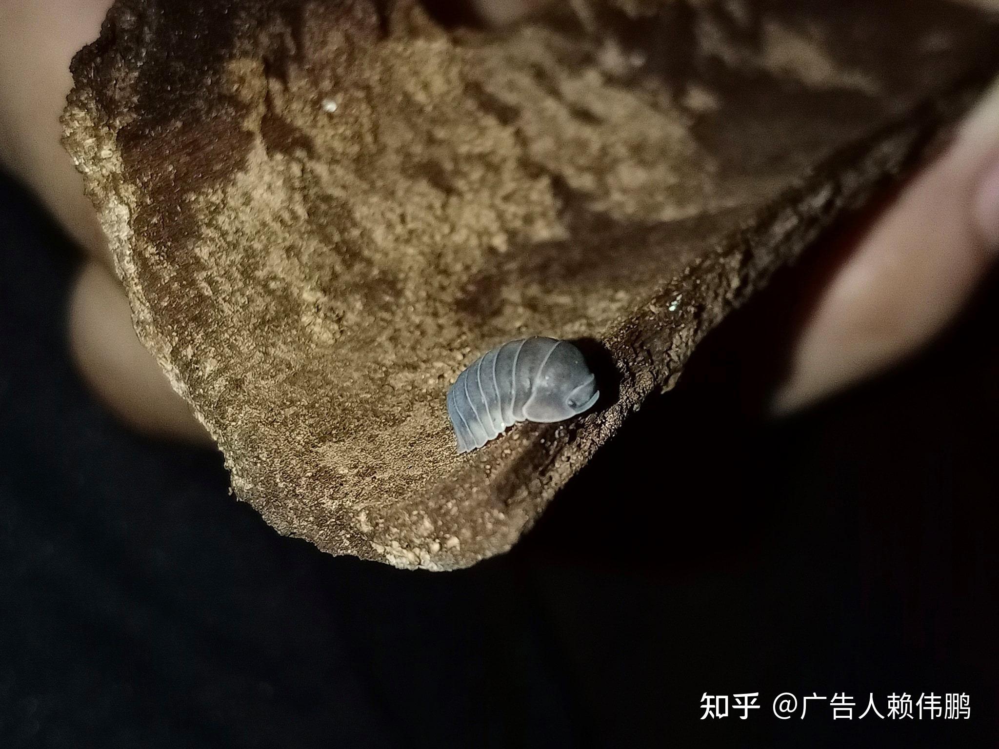 属 92鼠妇美图鉴 - 知乎