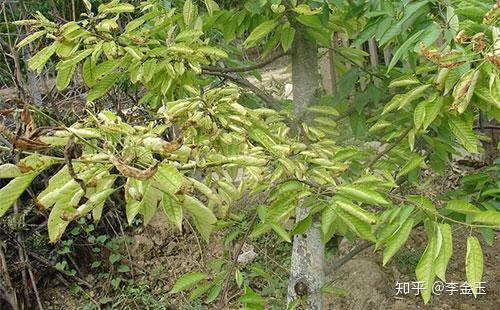 沃豐素葉面肥在柑橘黃化果樹黃化缺素蔬菜缺素營養不足等效果很好