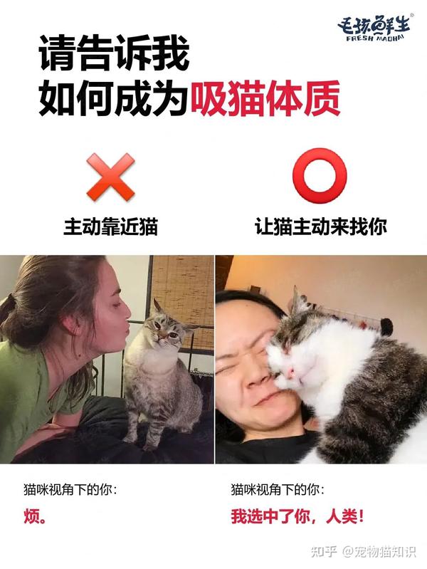 如何成为吸猫体质?今天4步教你成为万猫迷 - 知乎