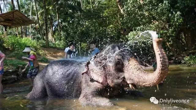 想要做一个斯里兰卡国际志愿者,怎么申请?