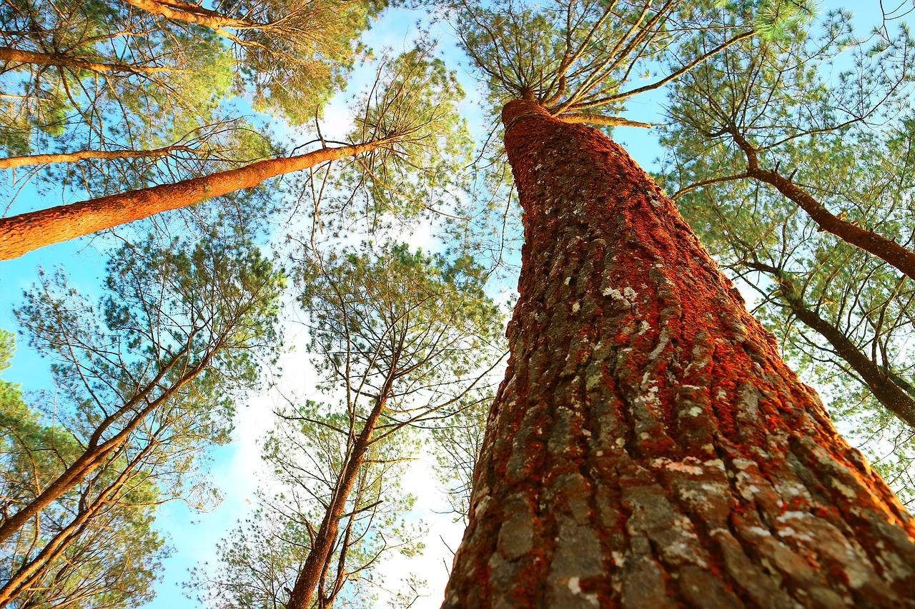 4. 结香树成本分析