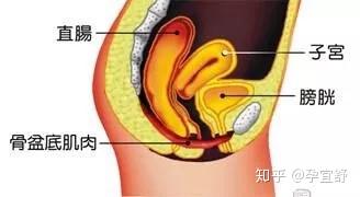 骨盆 和 盆底肌 别再说不了解了 知乎