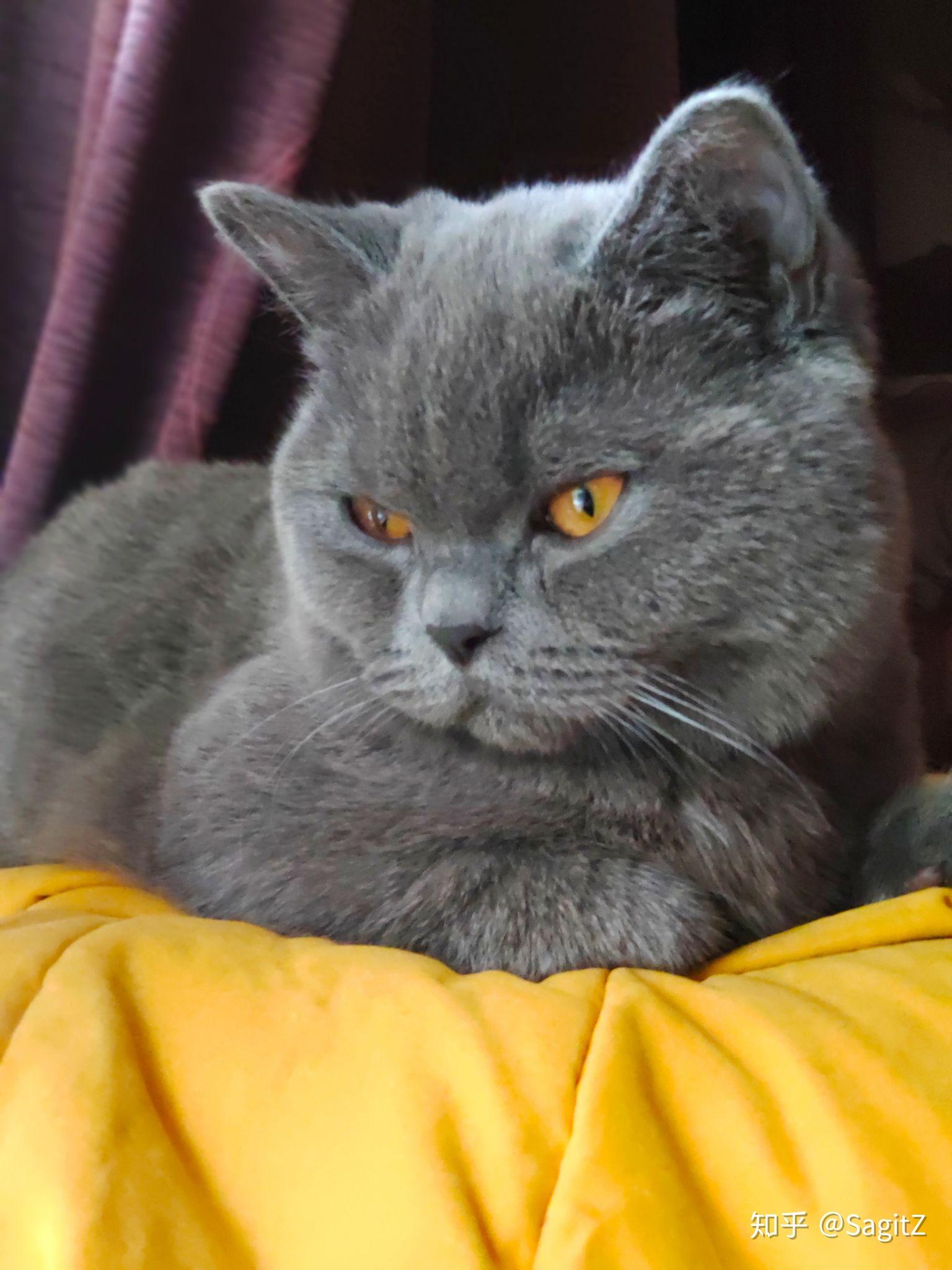 公猫几个月会开始发腮