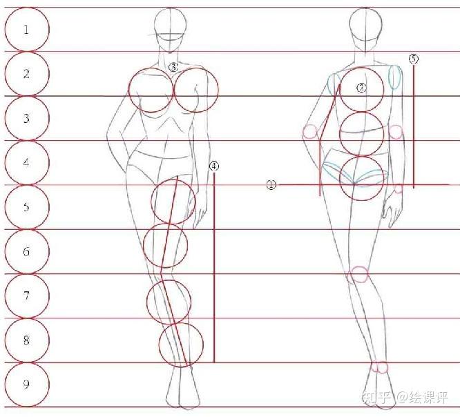 动漫女生身体结构画法图片