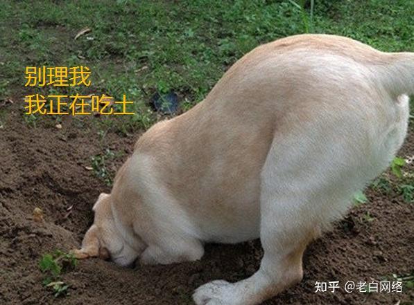 粮",因为多是产自于河北省的,最早一些生产厂商为了减少成本,会用豆粕