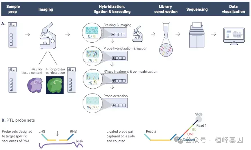 SCS 45.单细胞空转 Imaging-based，Sequencing-based，Visium HD 区别 - 知乎