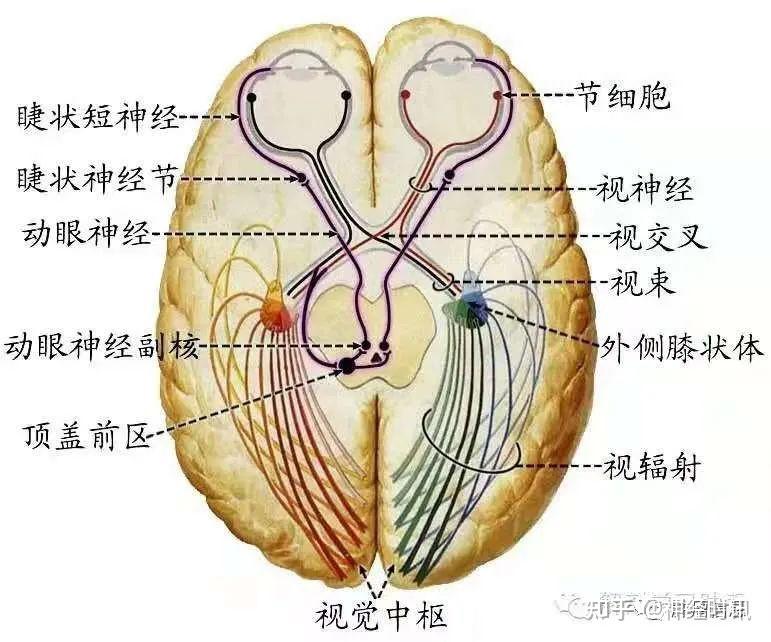 十二对颅神经解剖及损伤后表现 - 知乎