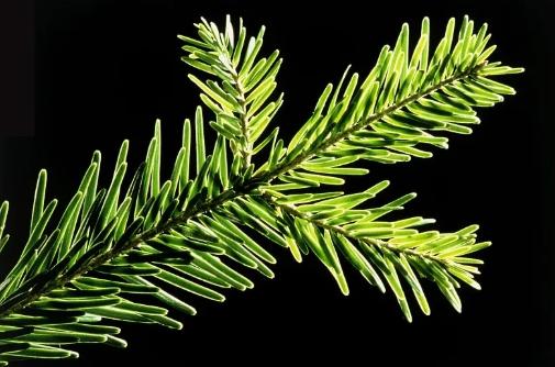 来自第四纪大冰期植物:银杉 - 知乎