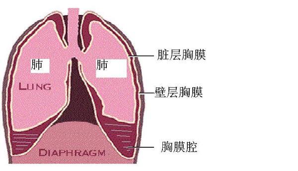 胸膜和胸膜腔示意图图片