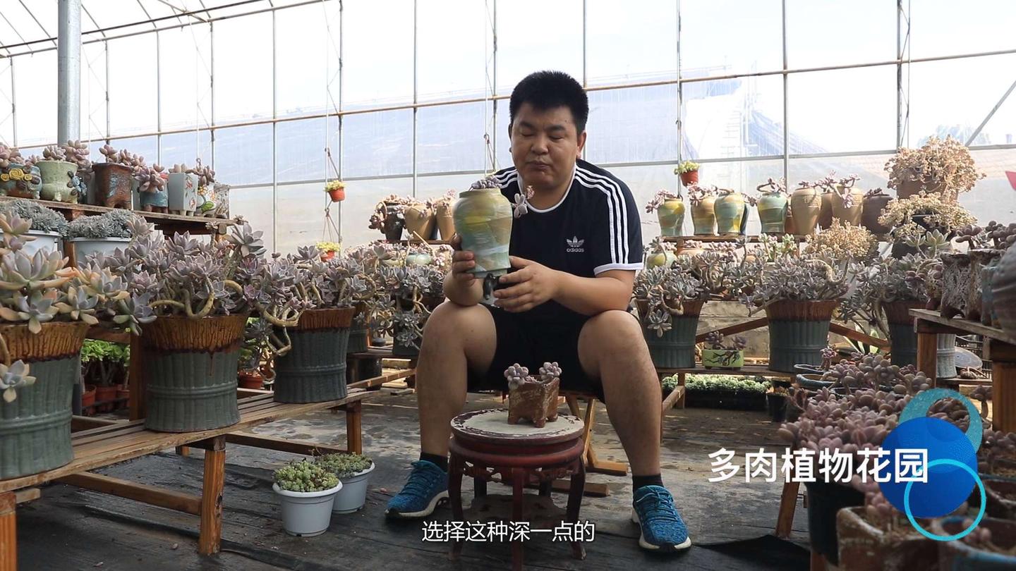 种植多肉植物桃蛋应该怎么选择花盆 知乎