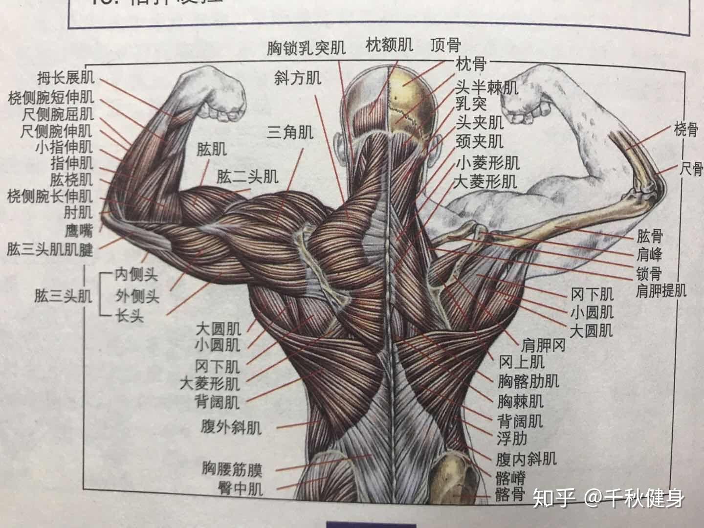 背部是抗阻力训练中最为复杂的结构: 它分为大圆肌,小圆肌,冈上肌,冈