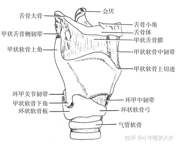 第二章,喉的构造及功能 - 知乎
