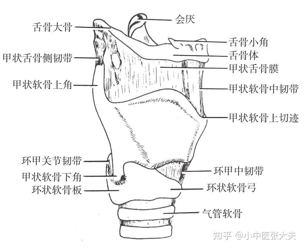 喉咙骨头结构图图片