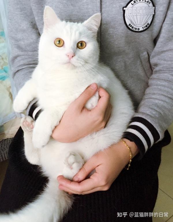 先分享几个正确的抱猫姿势