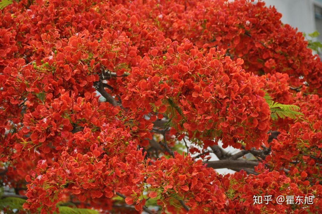 又是一年凤凰树花开 瞿东旭 - 知乎