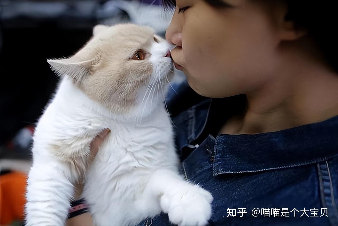把猫一直“圈养在室内”,对它而言,意味着这些 - 知乎