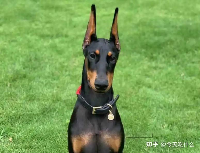 想养通人性的狗狗就选这4种吧每一只都很懂事