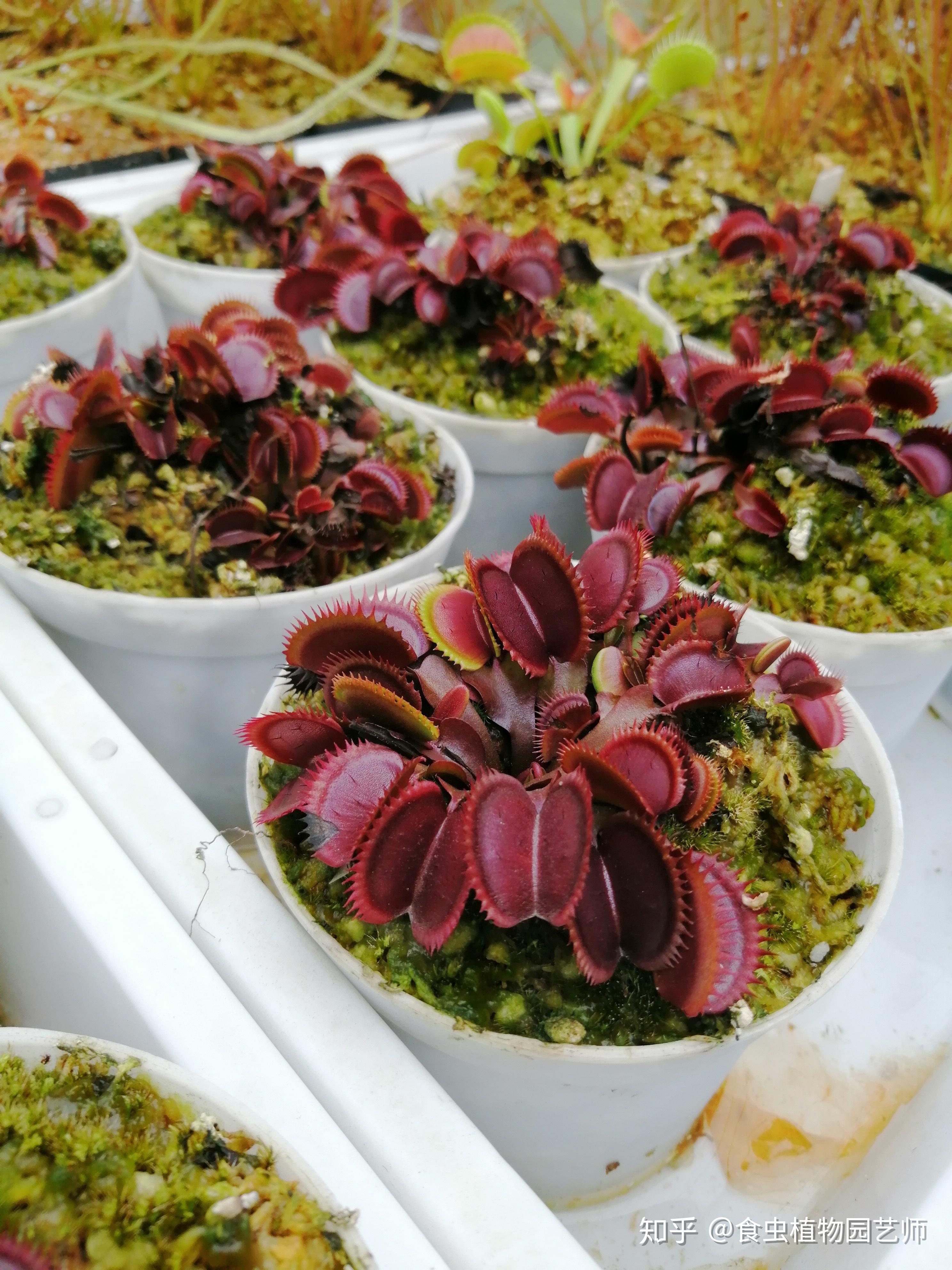 位于武汉江夏有一座奇花异草花园 今天看看这花园里的食虫植物吧 大家