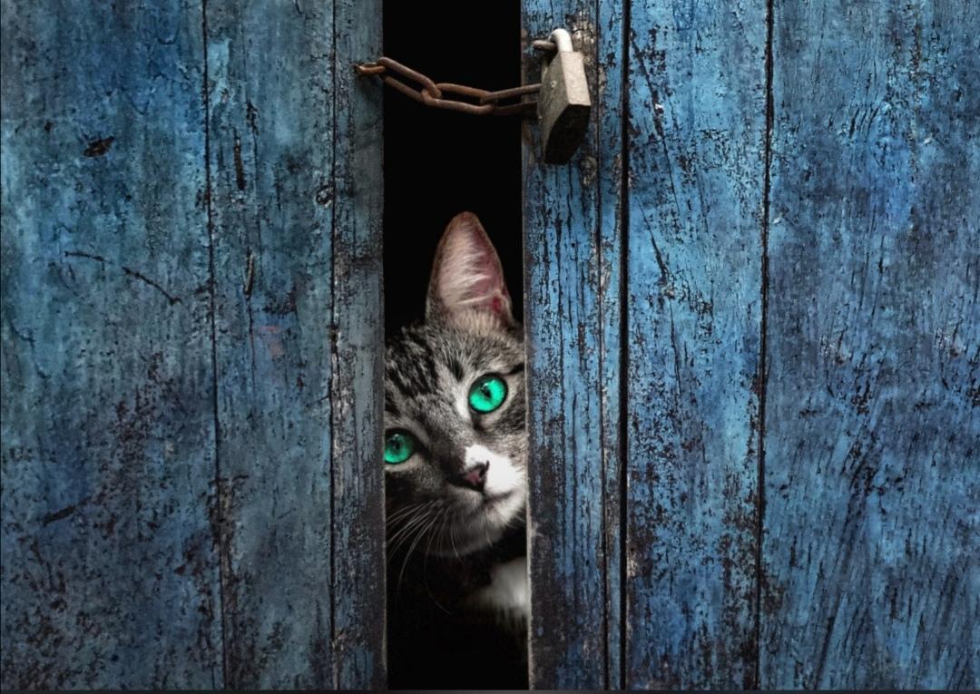 有哪些可爱的猫咪壁纸