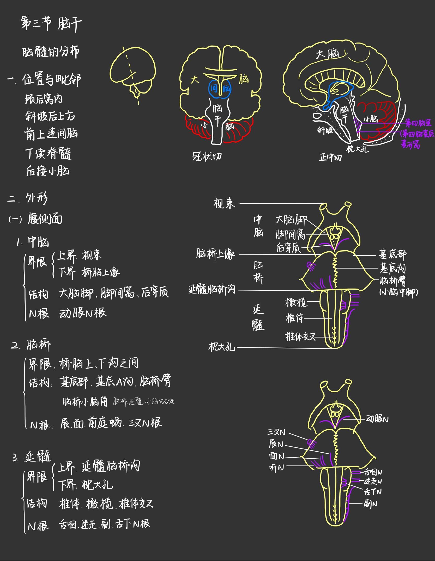 人体中枢神经示意图图片