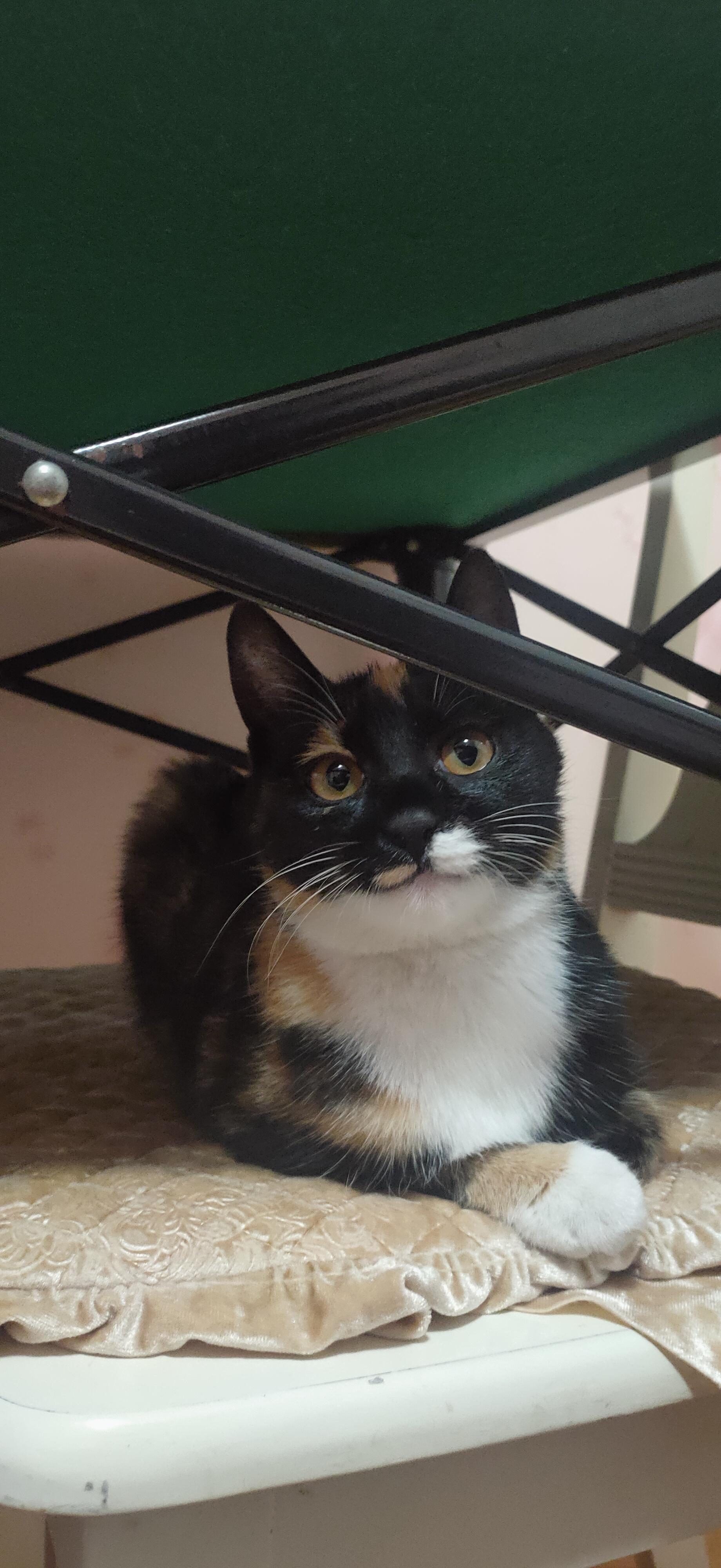 玳瑁猫可以有多可爱