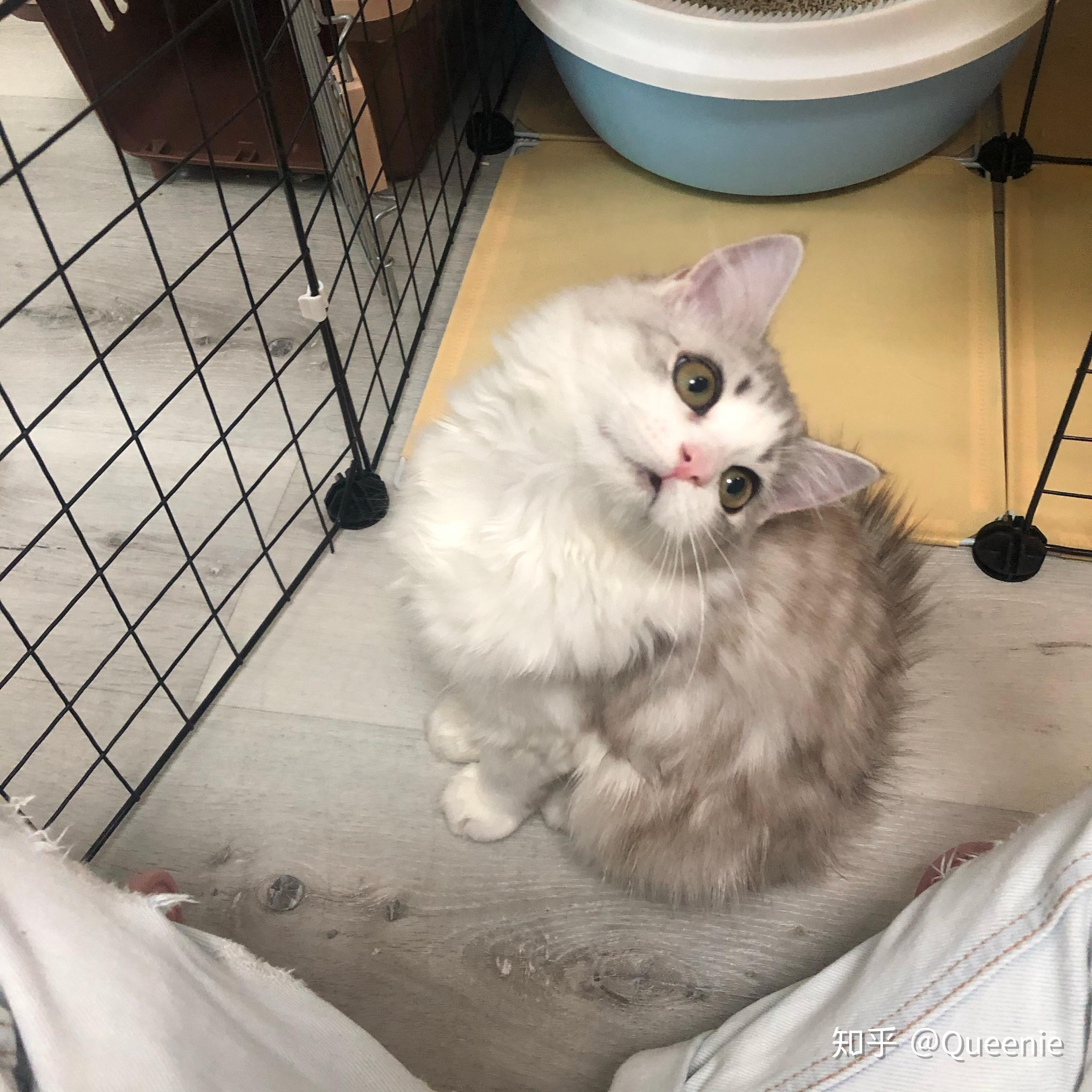 有人见过黄眼睛布偶猫吗