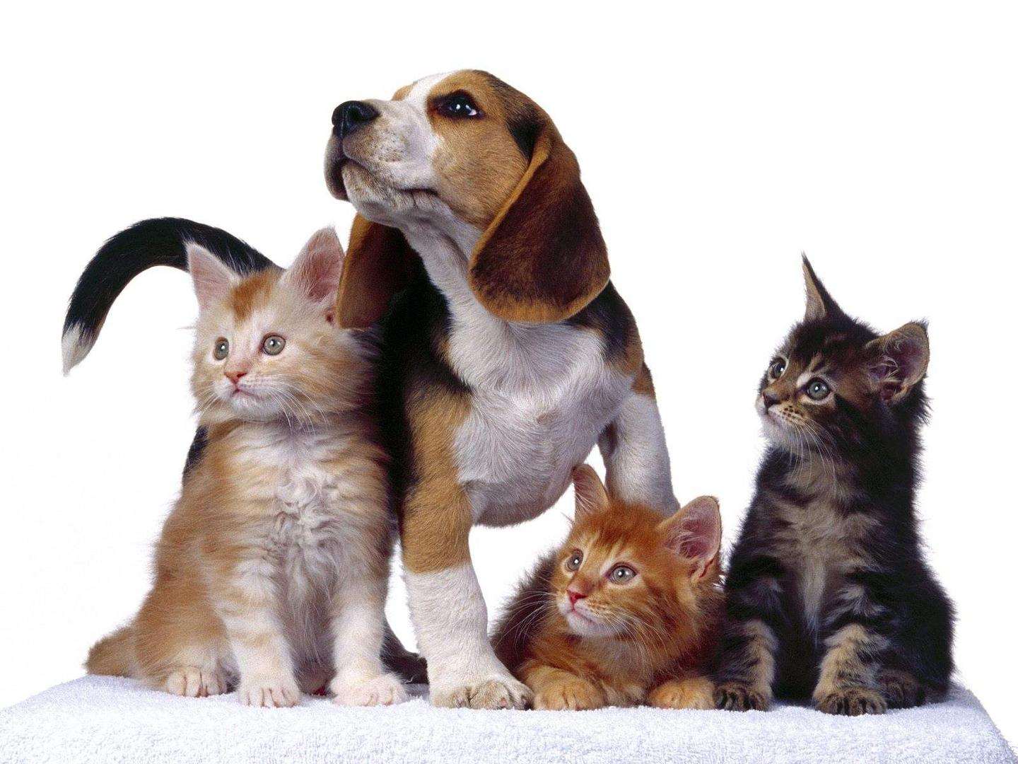 Cats & Dogs: The Ultimate Guide to Raising Healthy Pets in 2023