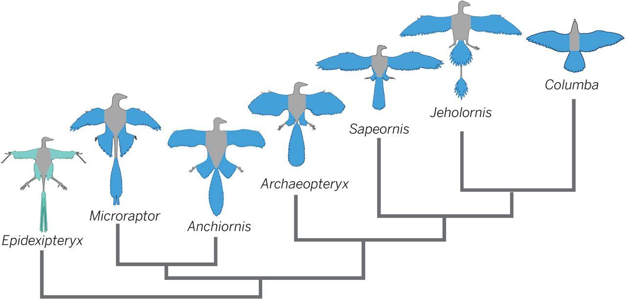 二十余年来鸟类起源研究(四):特征的改变 