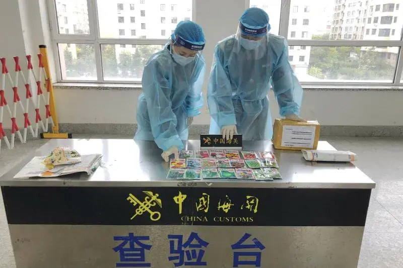 中国海关国门绿盾2021:国门生物安全掠影--种子,虫害,草籽等;不能邮寄