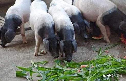 养育肥猪一年赚小十万,农村养殖的经验值得学习,现分享给大家