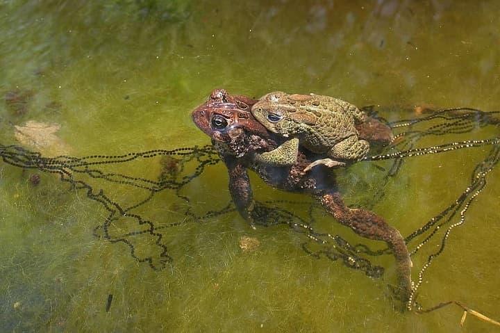 世界最大毒蟾入侵澳洲从小就同类相食狗舔了它都会变成瘾君子
