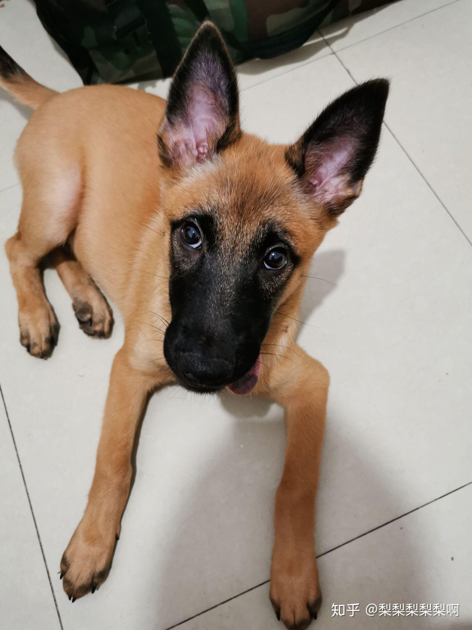 帮忙看看这是马犬还是中华田园犬? - 知乎