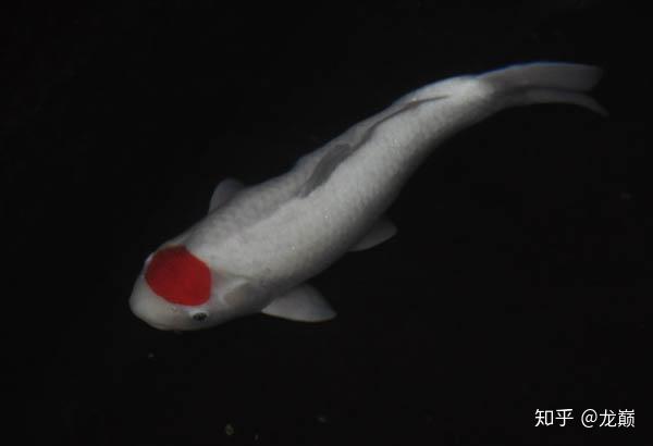 锦鲤鱼品种大全 知乎