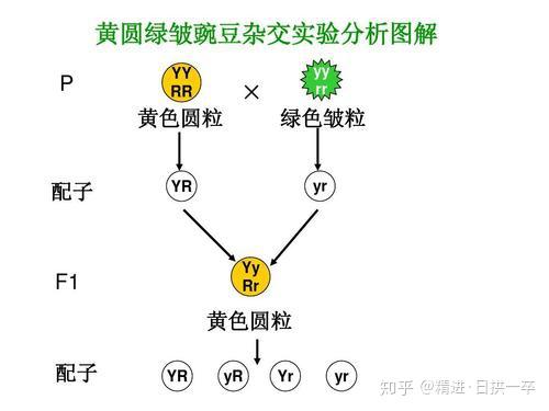 孟德尔遗传定律教案范文_孟德尔遗传定律教案范文_生物孟德尔遗传定律