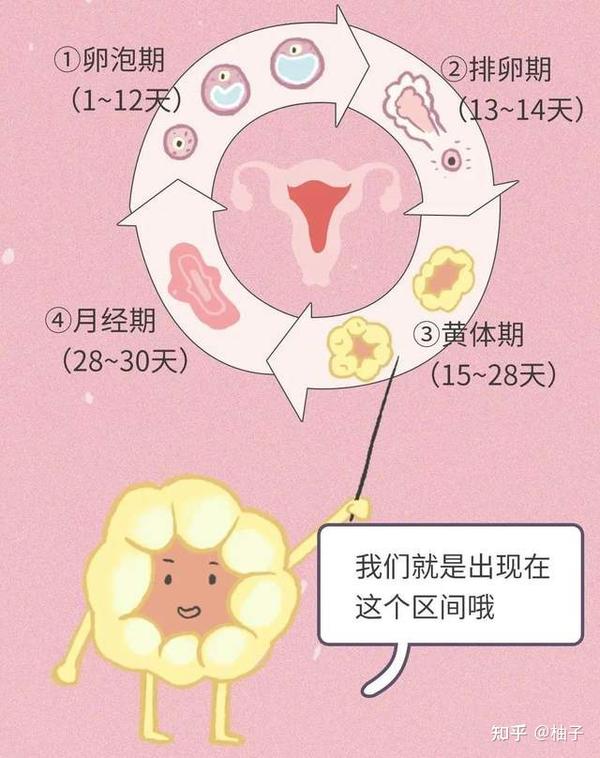 排卵后能运动吗？小心黄体破裂 - 知乎