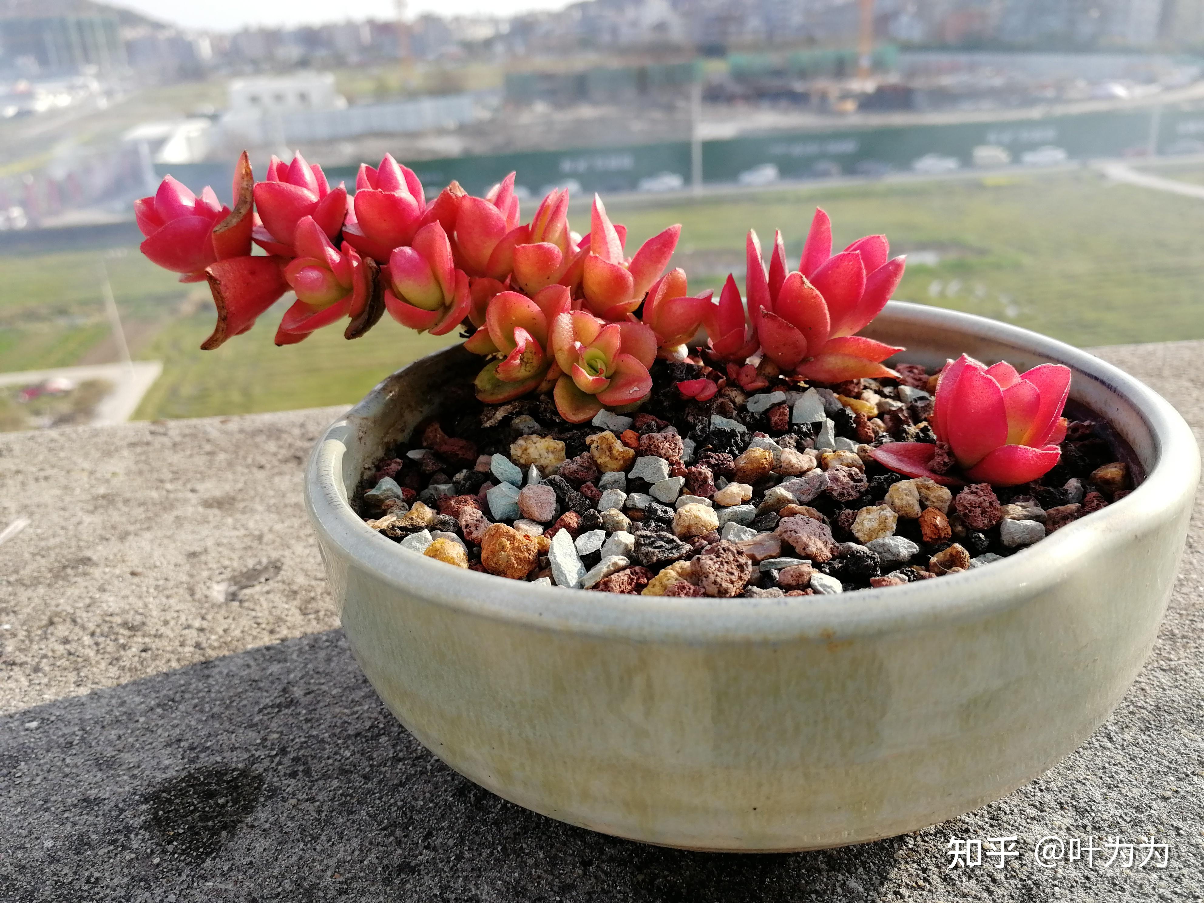 啊啊啊这个火祭多肉越来越徒了怎么办