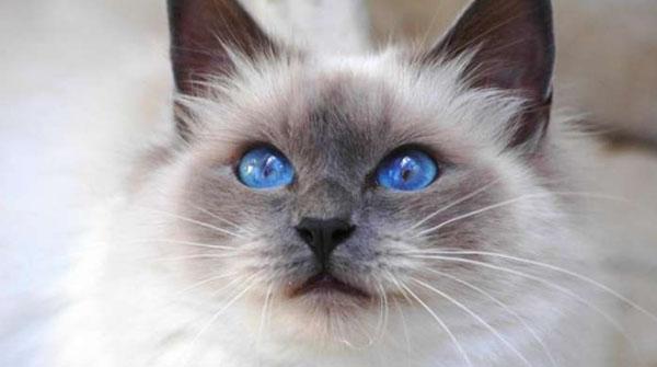 蓝眼的白猫为什么耳聋 知乎