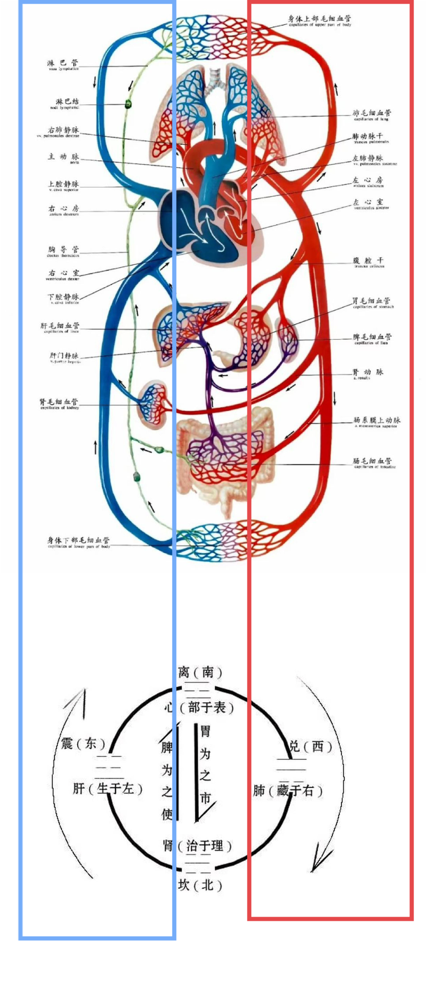 为什么中医说左肝右肺