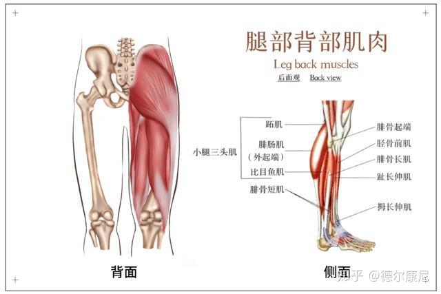 在腓肠肌的深面,腓肠肌下面扁平的小腿肌肉,是腿部重要结构之一.