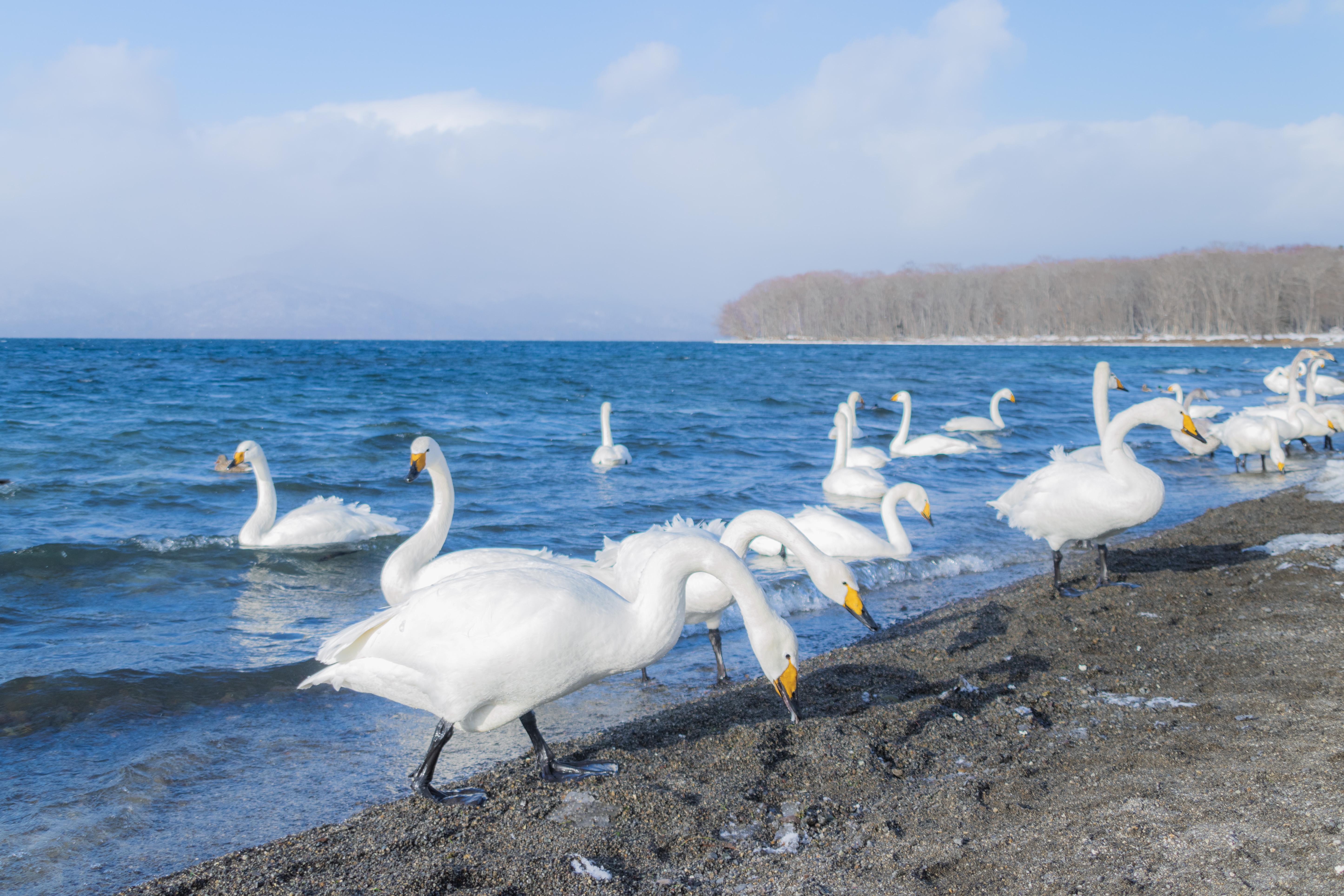 壁纸高清北海道图片