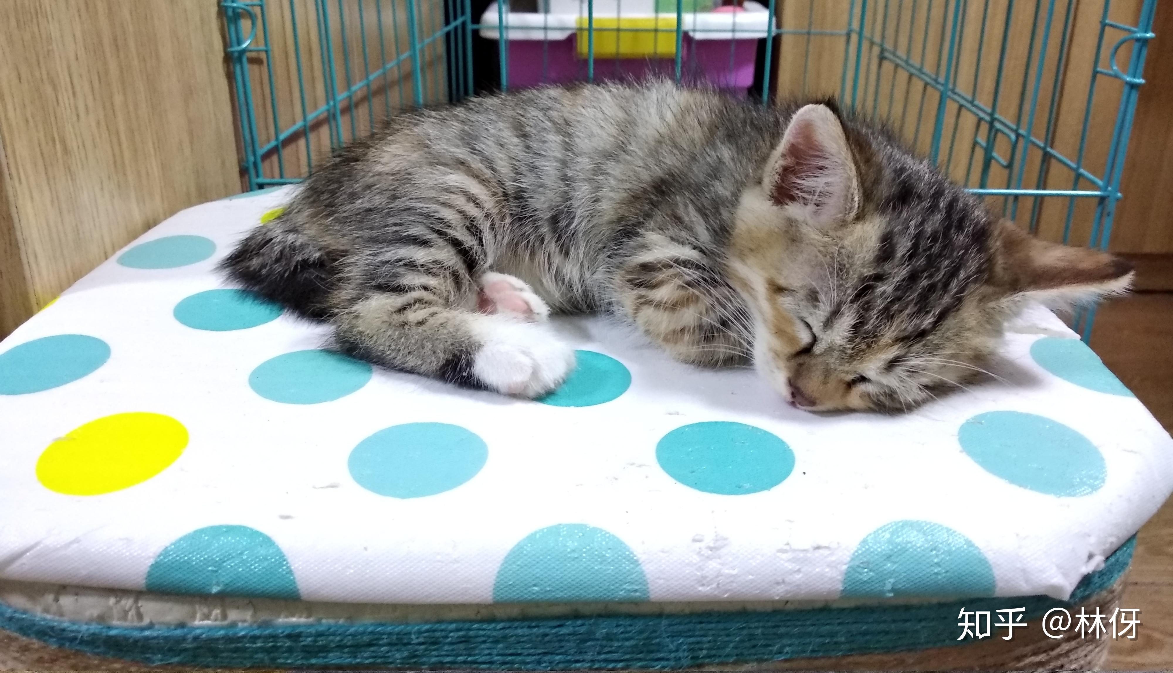 养猫记17冬菇一家子