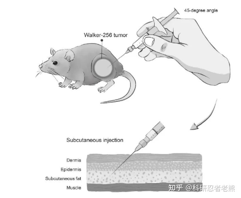 裸鼠皮下肿瘤移植模型实验手册（Tumorigenicity Assay in Nude Mice） - 知乎