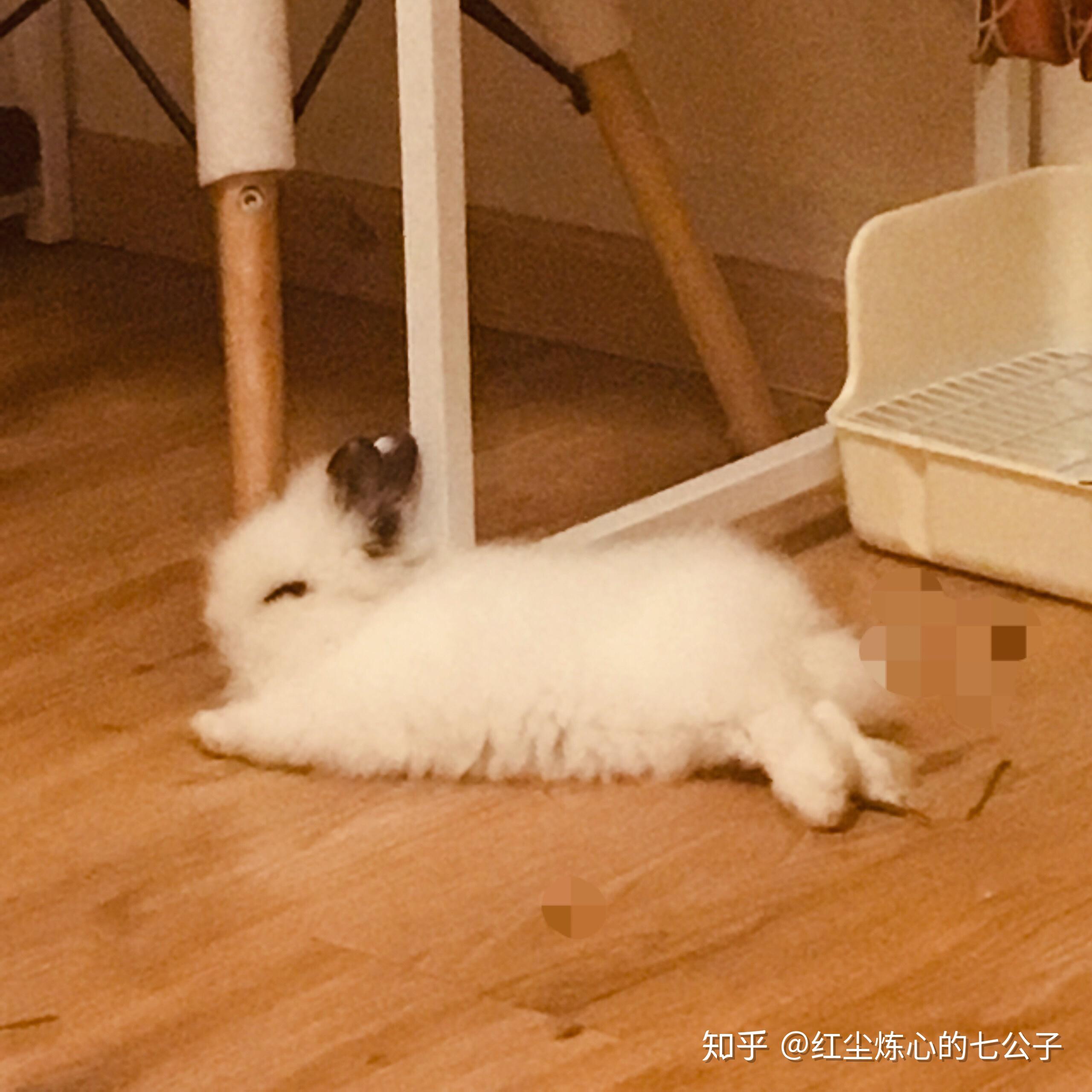你养的兔子多久才出现"贵妃躺"? - 知乎