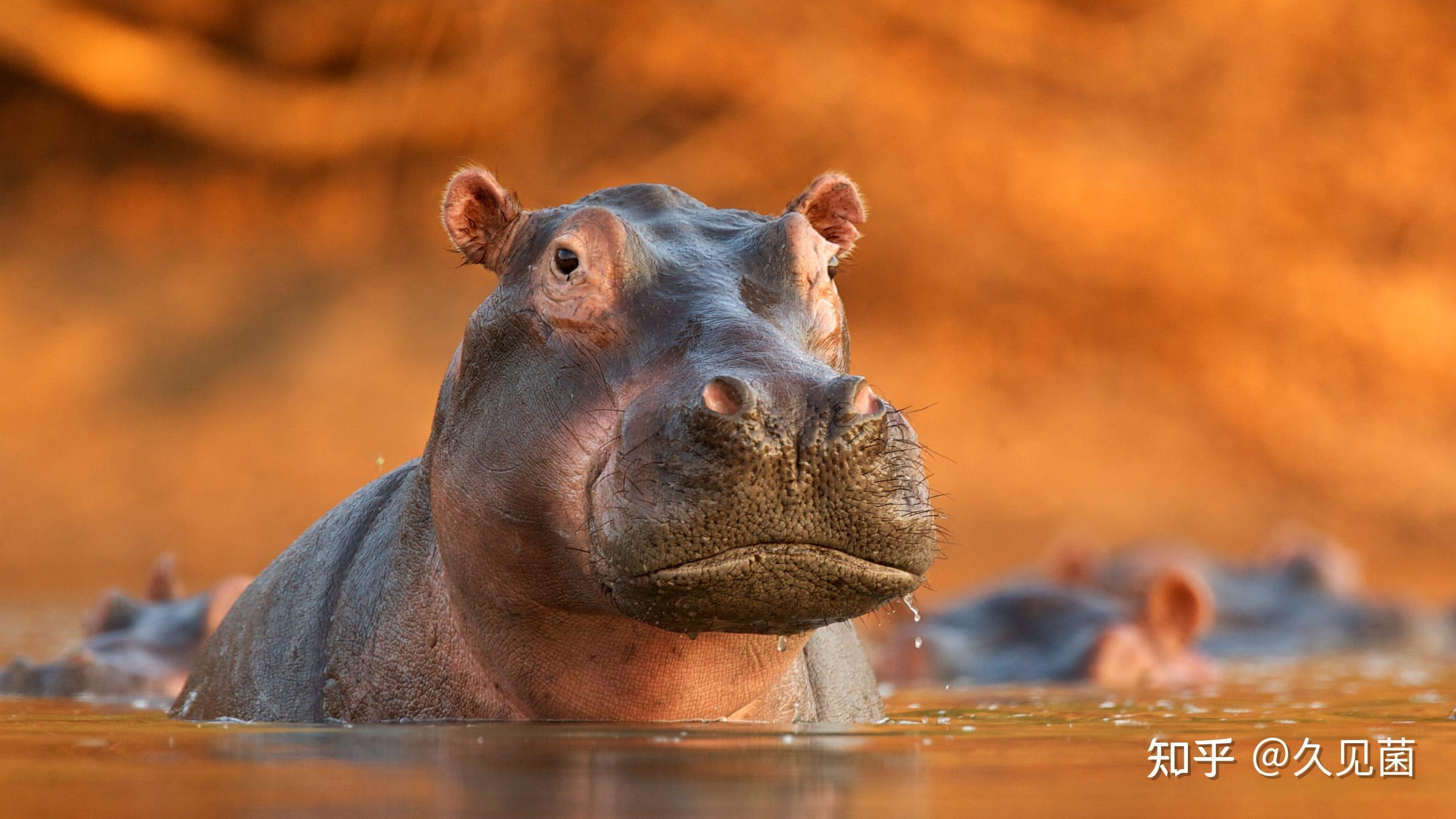 大毒枭的可卡因河马为何一定要被消灭有点癫狂